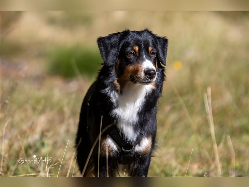 Wurfankündigung Miniature American Shepherd Sommer 2025