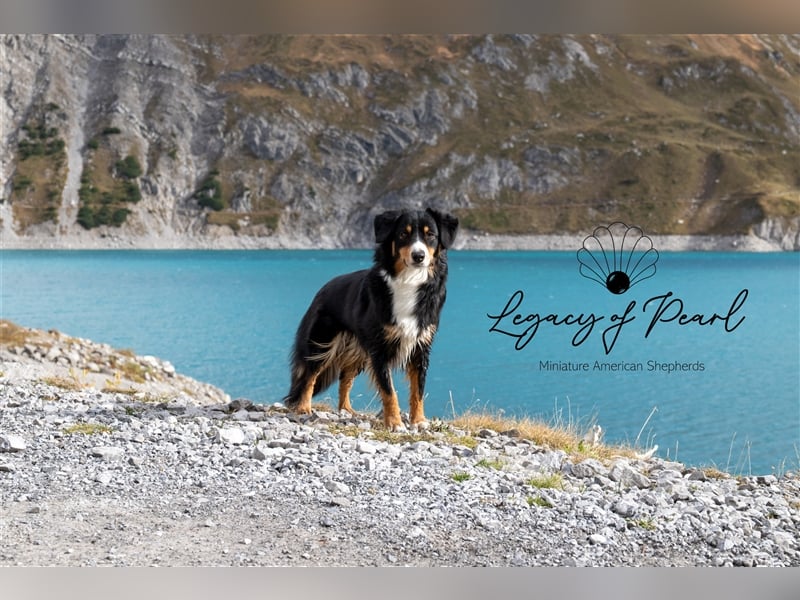 Wurfankündigung Miniature American Shepherd Sommer 2025