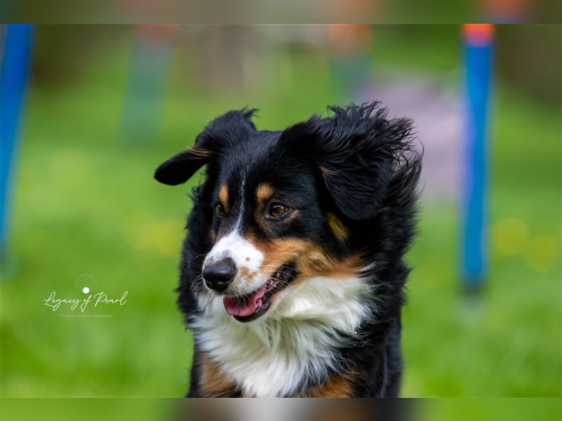 Wurfankündigung Miniature American Shepherd Sommer 2025
