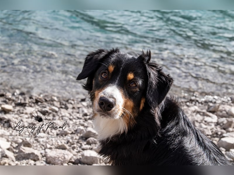 Wurfankündigung Miniature American Shepherd Sommer 2025