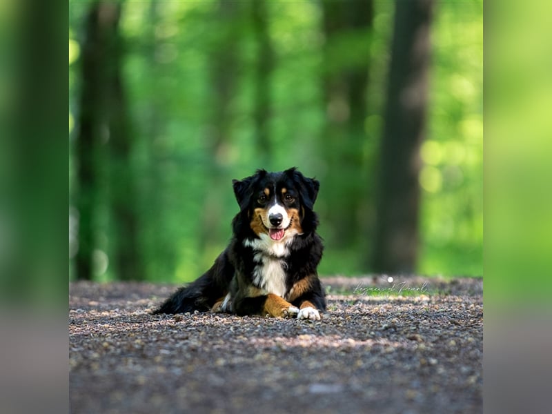 Wurfankündigung Miniature American Shepherd Sommer 2025