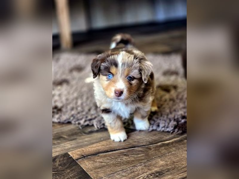 Mini Aussie Babys / Mini American Shepherds / www.AussieLove.de