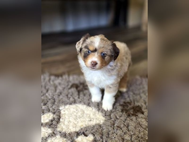 Mini Aussie Babys / Mini American Shepherds / www.AussieLove.de