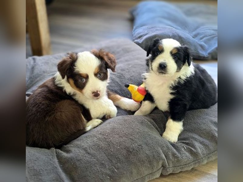 Mini Aussie Babys / Mini American Shepherds / www.AussieLove.de