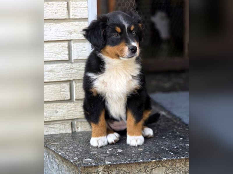 Mini Aussie Babys / Mini American Shepherds / www.AussieLove.de