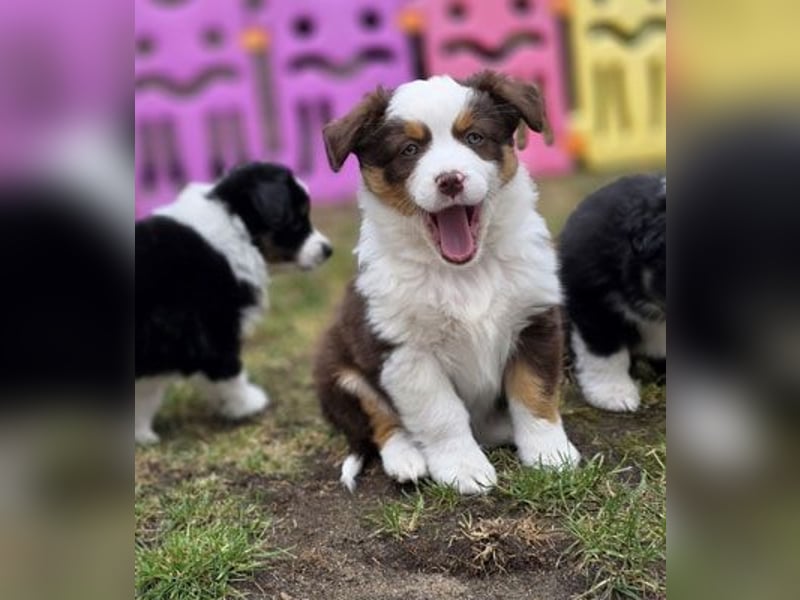 Mini Aussie Babys / Mini American Shepherds / www.AussieLove.de