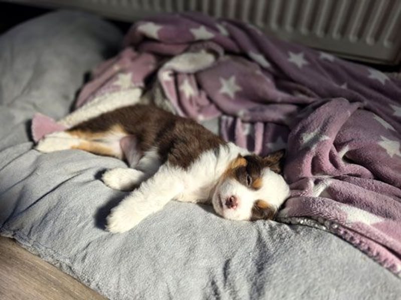 Mini Aussie Babys / Mini American Shepherds / www.AussieLove.de