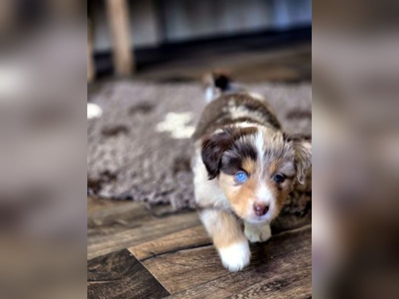 Mini Aussie Babys / Mini American Shepherds / www.AussieLove.de