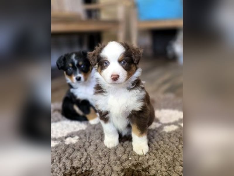 Mini Aussie Babys / Mini American Shepherds / www.AussieLove.de