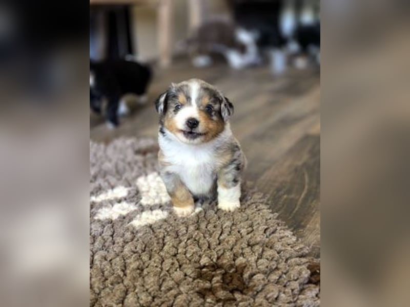 Mini Aussie Babys / Mini American Shepherds / www.AussieLove.de