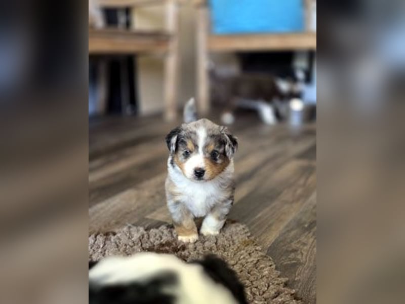 Mini Aussie Babys / Mini American Shepherds / www.AussieLove.de