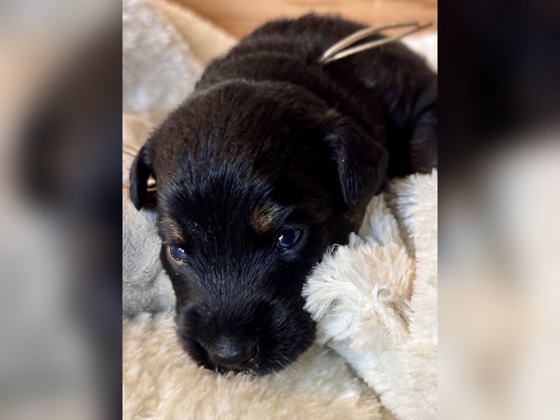 Mini American Shepherd / Mini Aussie Welpen