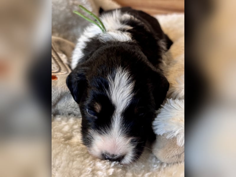Mini American Shepherd / Mini Aussie Welpen