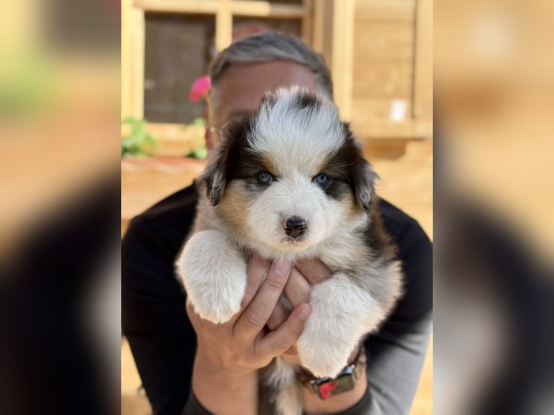 Miniatur-Amerikanischer Schäferhund