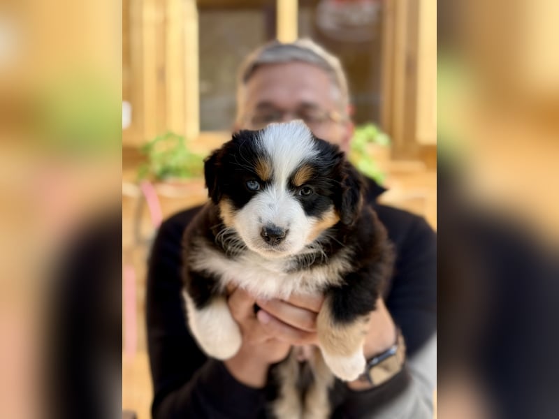 Miniatur-Amerikanischer Schäferhund
