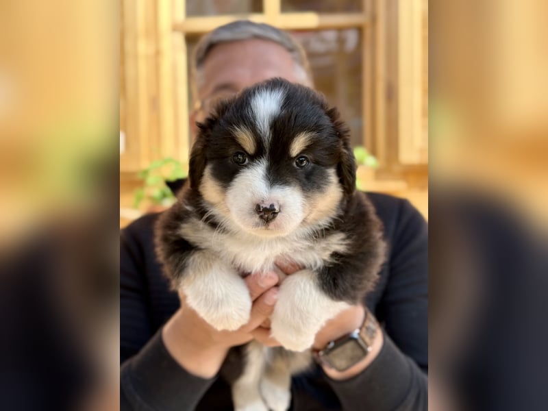 Miniatur-Amerikanischer Schäferhund