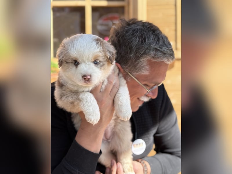 Miniatur-Amerikanischer Schäferhund