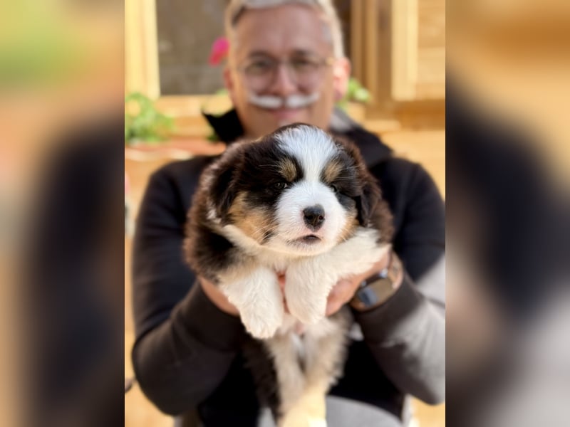 Miniatur-Amerikanischer Schäferhund