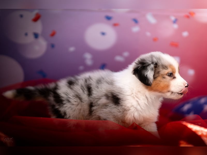 Miniature American Shepherd Deckrüde – Blue Merle – genetisch getestet