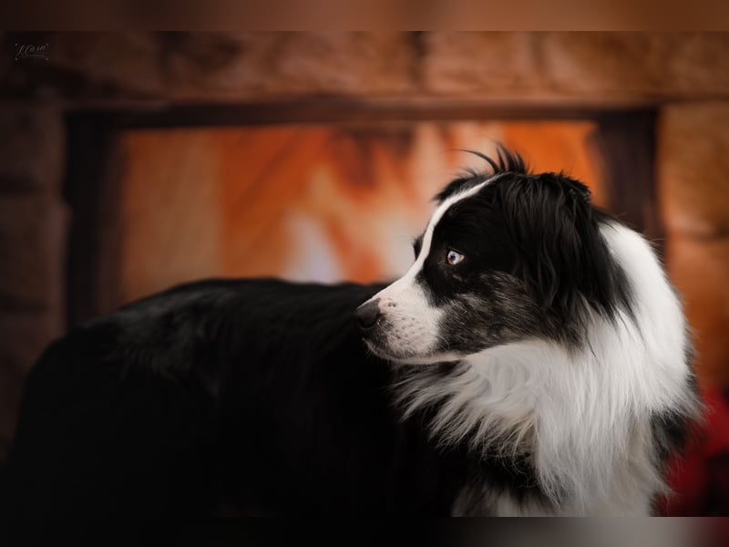 Miniature American Shepherd / Australian Shepherd Deckrüde – Blue Merle bi – ruhiges Wesen