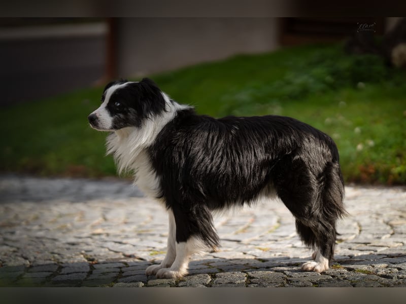 Miniature American Shepherd / Australian Shepherd Deckrüde – Blue Merle bi – ruhiges Wesen