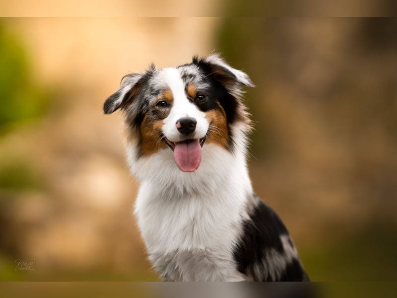 Miniature American Shepherd Deckrüde – Blue Merle – genetisch getestet