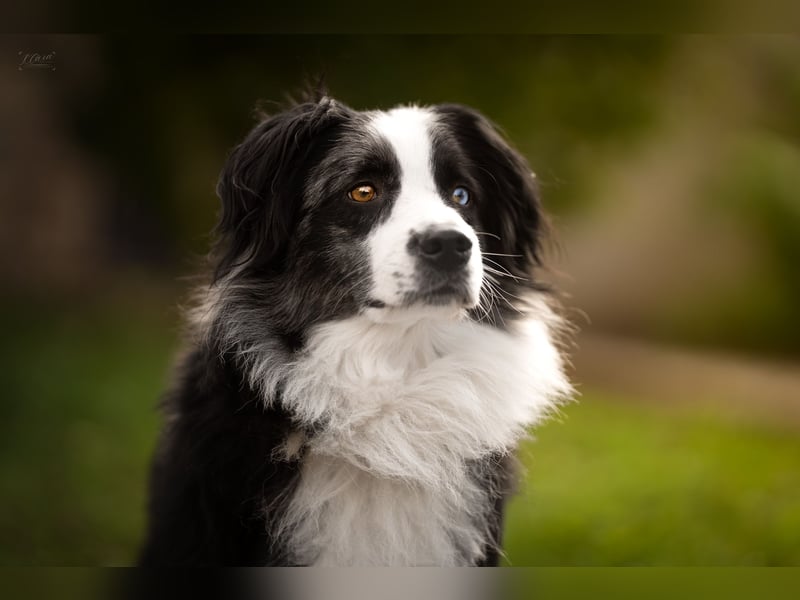 Miniature American Shepherd / Australian Shepherd Deckrüde – Blue Merle bi – ruhiges Wesen