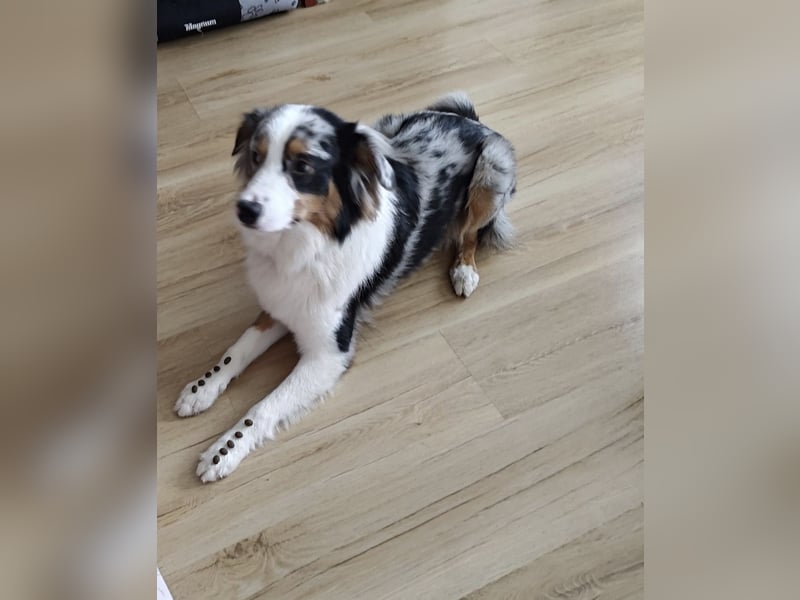 Miniature American Shepherd Deckrüde – Blue Merle – genetisch getestet