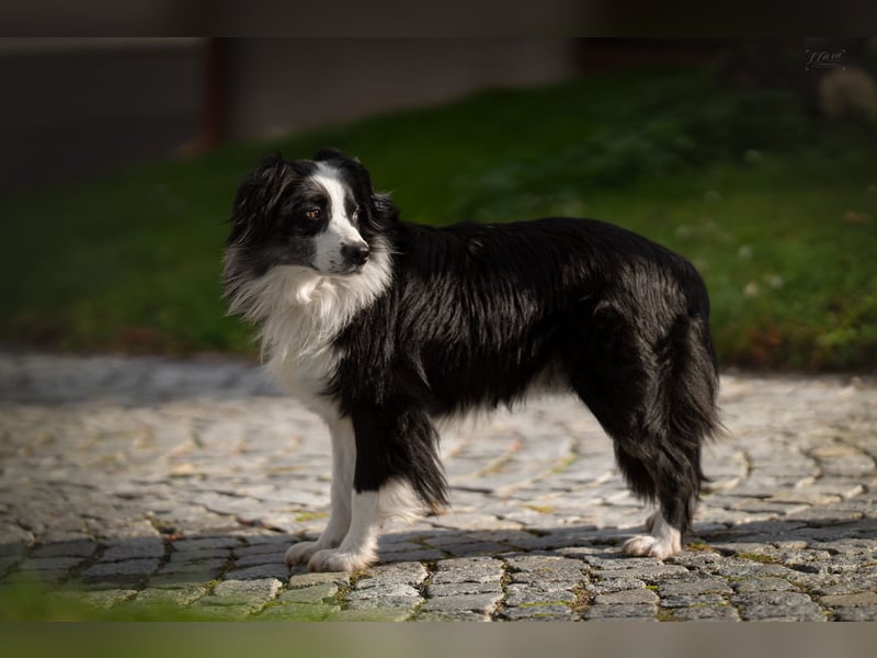 Miniature American Shepherd / Australian Shepherd Deckrüde – Blue Merle bi – ruhiges Wesen