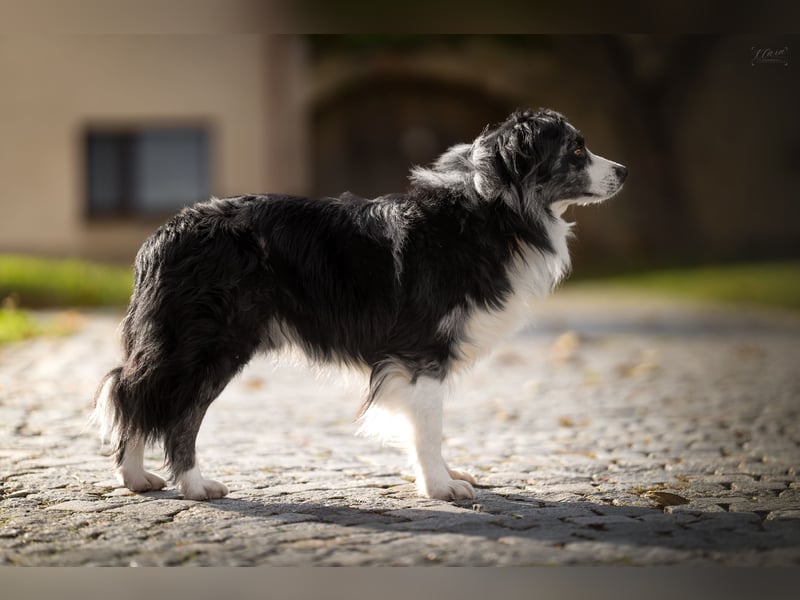 Miniature American Shepherd / Australian Shepherd Deckrüde – Blue Merle bi – ruhiges Wesen