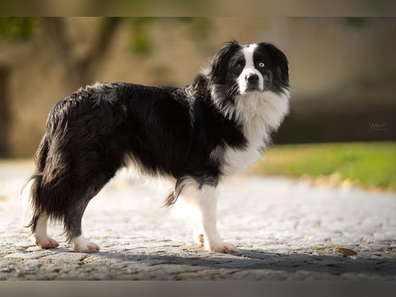 Miniature American Shepherd / Australian Shepherd Deckrüde – Blue Merle bi – ruhiges Wesen