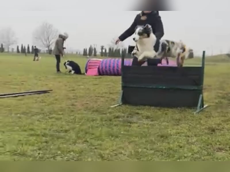 Miniature American Shepherd Deckrüde – Blue Merle – genetisch getestet