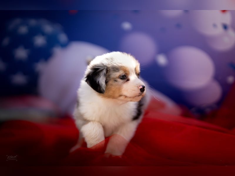 Miniature American Shepherd Deckrüde – Blue Merle – genetisch getestet