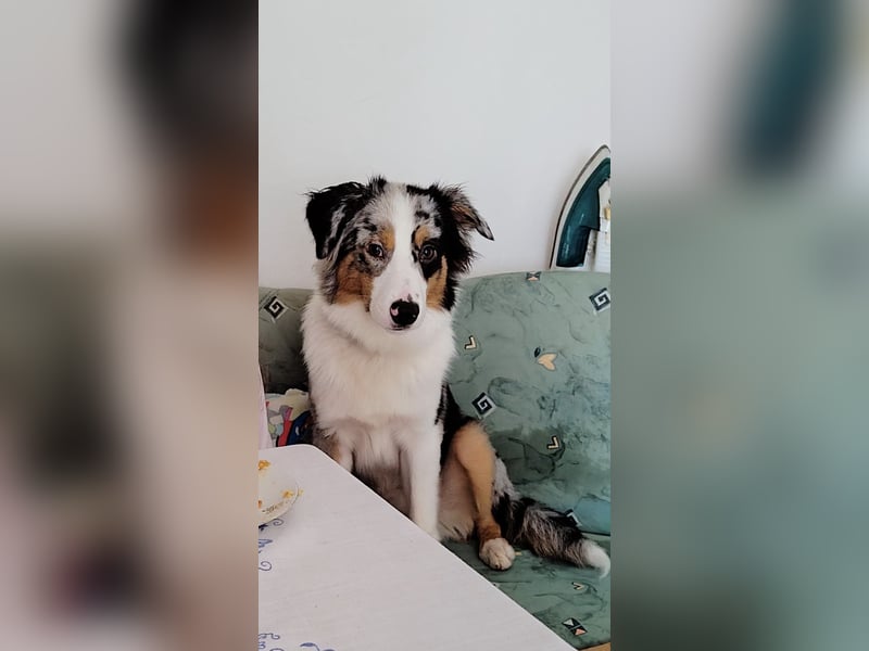 Miniature American Shepherd Deckrüde – Blue Merle – genetisch getestet