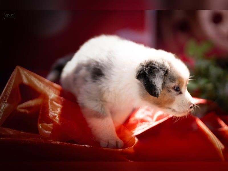 Miniature American Shepherd Deckrüde – Blue Merle – genetisch getestet