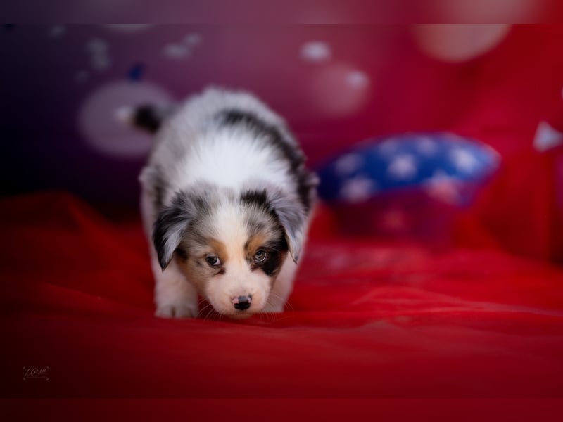 Miniature American Shepherd Deckrüde – Blue Merle – genetisch getestet