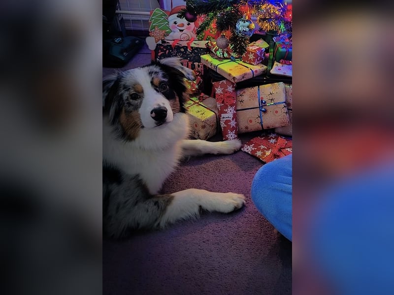 Miniature American Shepherd Deckrüde – Blue Merle – genetisch getestet