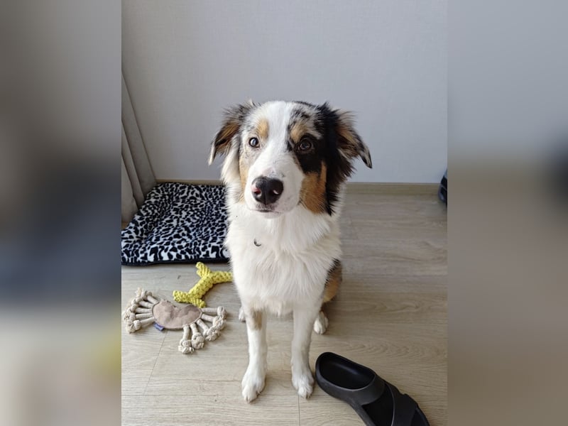 Miniature American Shepherd Deckrüde – Blue Merle – genetisch getestet