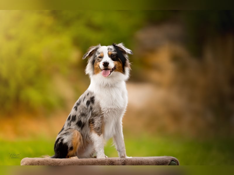Miniature American Shepherd Deckrüde – Blue Merle – genetisch getestet