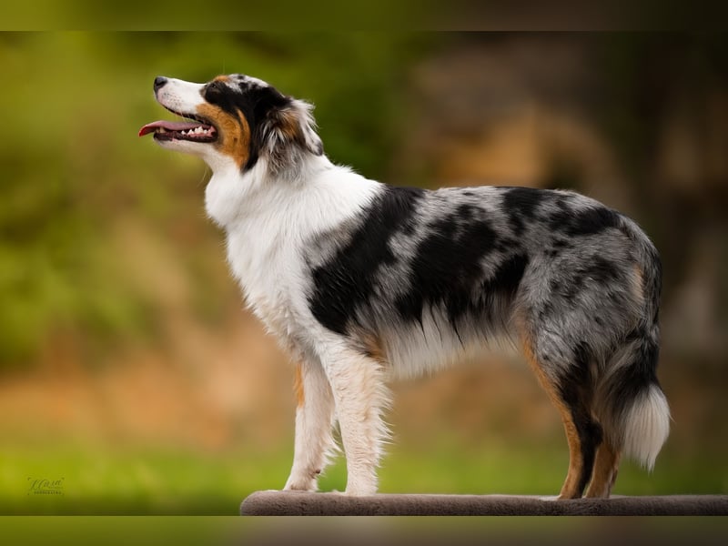 Miniature American Shepherd Deckrüde – Blue Merle – genetisch getestet