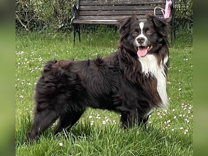Deckrüde Mini Aussie / Mini Australian Shepherd / Miniature American Shepherd / MAS / ASDR / EMASCD