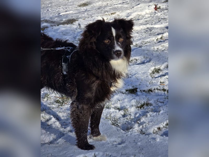 Deckrüde Mini Aussie / Mini Australian Shepherd / Miniature American Shepherd / MAS / ASDR / EMASCD
