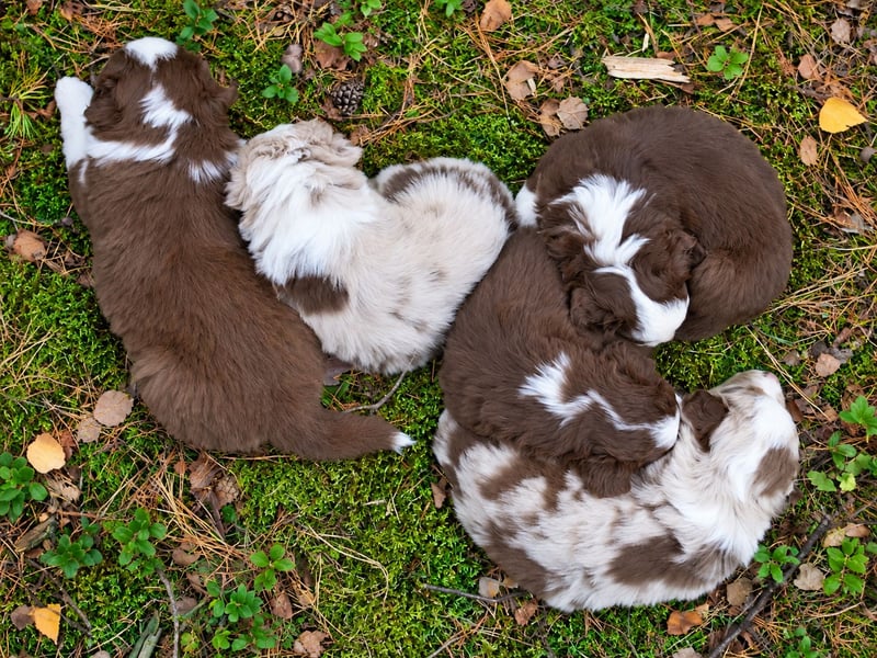 Miniature American Shepherd Welpen – Red Tri & Red Merle