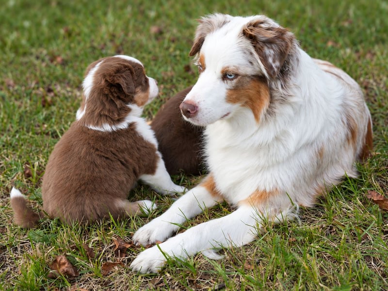Miniature American Shepherd Welpen – Red Tri & Red Merle