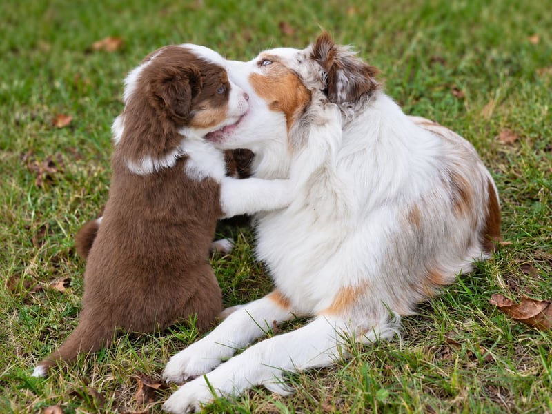 Miniature American Shepherd Welpen – Red Tri & Red Merle