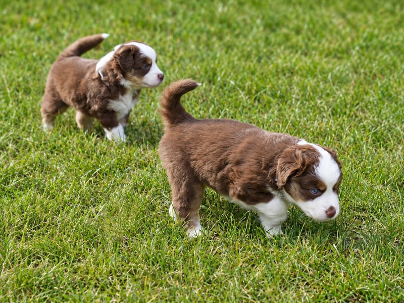 Miniature American Shepherd Welpen – Red Tri & Red Merle