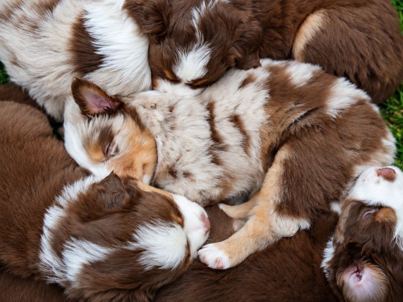 Miniature American Shepherd Welpen – Red Tri & Red Merle