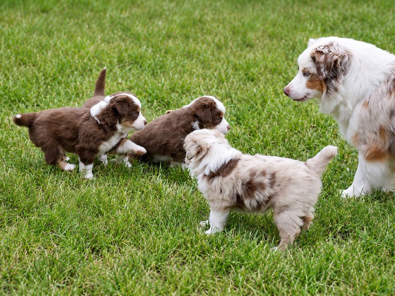 Miniature American Shepherd Welpen – Red Tri & Red Merle