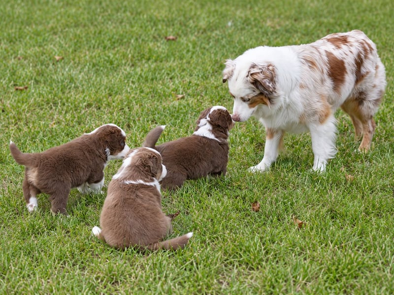 Miniature American Shepherd Welpen – Red Tri & Red Merle