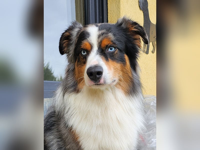 Deckrüde Miniature American Shepherd